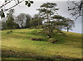 Parkland, Devon Lodge, near Iddesleigh