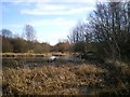 Marshy pool at Fibbersley Nature Reserve