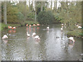 Flamingos at Birdland