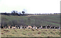 Deer in enclosure  near Hunstrete House Hotel