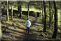 Path through Delph Wood