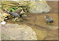 Foraging Moorhens on the River Slea