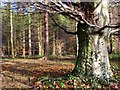 Woodland near the Lagan towpath