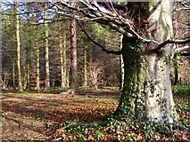 J3269 : Woodland near the Lagan towpath by Rossographer