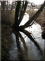 Meander in the River Bure