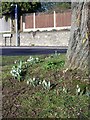 1st Snowdrops of the Year