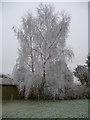 Grateley - Frosty Tree