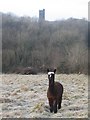 Alpaca