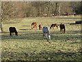 Tidworth - Horses Grazing