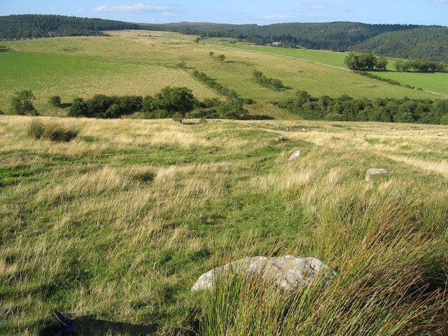 Rough pasture south of Whitton Burn