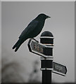 SK5435 : Crow on a Signpost by David Lally