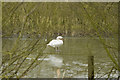 Swan on frozen lake