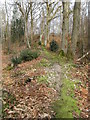 Mossy bridleway