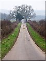 Roman Road near Manswood