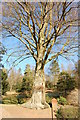 Beech tree Woldingham Road