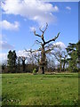 Ancient tree Grundisburgh Hall Park