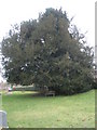 Yew tree within Singleton Churchyard