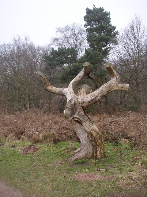 Gnarled Stump in Sherwood