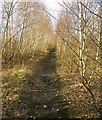 The disused railway line near Cudworth