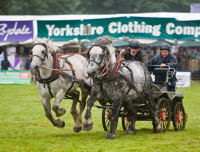 The boys driving horse. Драйвинг пул. Дог драйвинг. Др драйвинг 3.