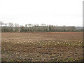 Stony field below the North Downs