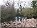 Pond at Digges Court