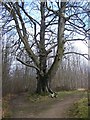 Oak Tree on footpath junction