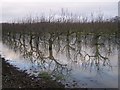 TQ7251 : Flooded Orchard in Castle Farm by David Anstiss