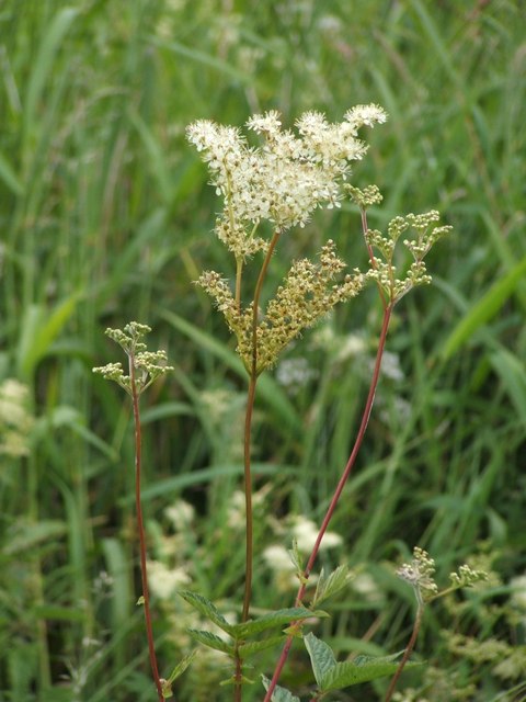 Meadowsweet (Filipendula ulmaria) © Lairich Rig cc-by-sa/2.0 ...