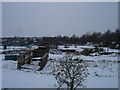 Allotments, Morland Road