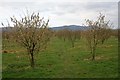 Catkins near Tiltridge