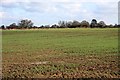 Ploughed  up footpath