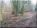 Footpaths in Leybourne Wood