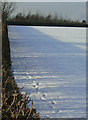 Hedge shadow on snow