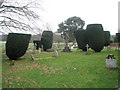 Topiary at St Andrew