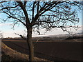 Looking back towards Ardler and Meigle