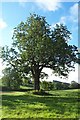 Llangarthginning Plane Tree