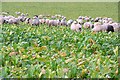 Sheep in the crop