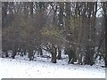 Catkins and snow, Rhiwbina, Cardiff