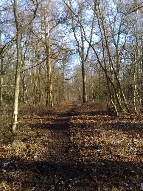 Sandringham path through woods © Martin Pearman :: Geograph Britain and ...