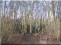 Footpath into Church Wood