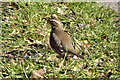 Redwing (Turdus iliacus)