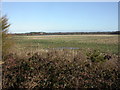 East Parley, maize field