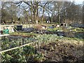 Allotments in January