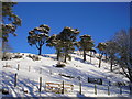 A Stand of scots Pines, Skelfhill