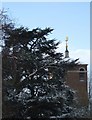 Cedar tree and tower of County Hall, Exeter