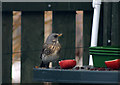 A Fieldfare feeding on apple