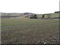 Winter crops, Dunbog