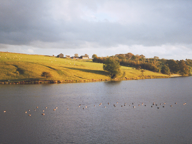 Birds on Winterburn Reservoir