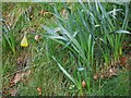 First daffodil